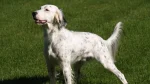 Seter Angielski Dog photo