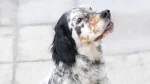 Seter Angielski Dog photo