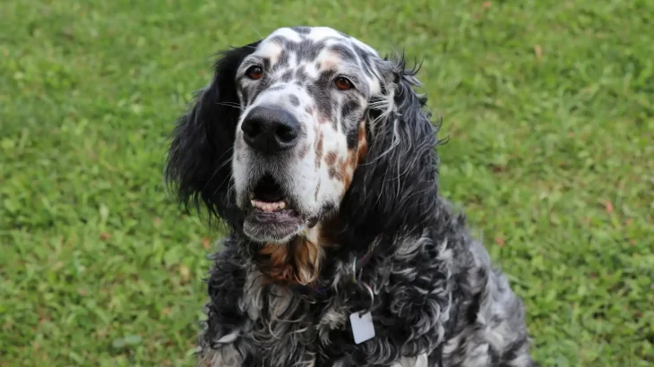 Seter Angielski Dog photo