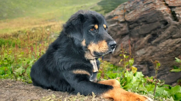English Shepherd Dog photo