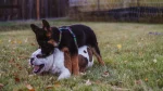 English Shepherd Dog photo