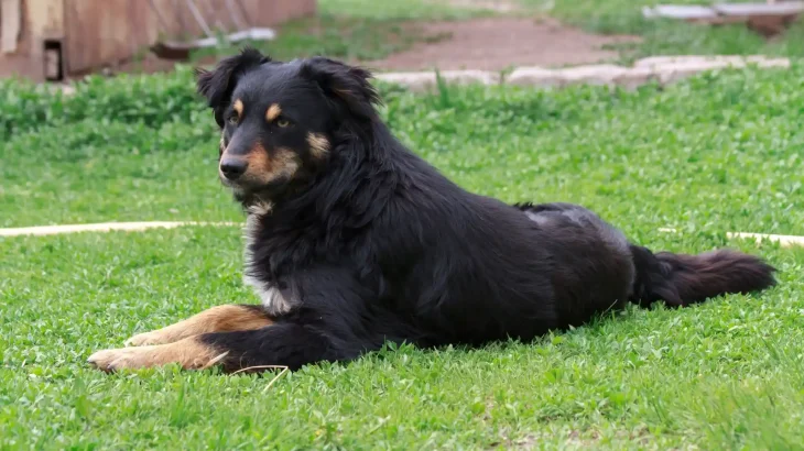 English Shepherd Dog photo