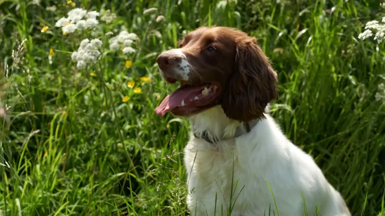 English Springer Spaniel Dog photo