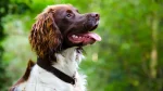 English Springer Spaniel Dog photo