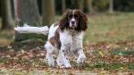 English Springer Spaniel Dog photo
