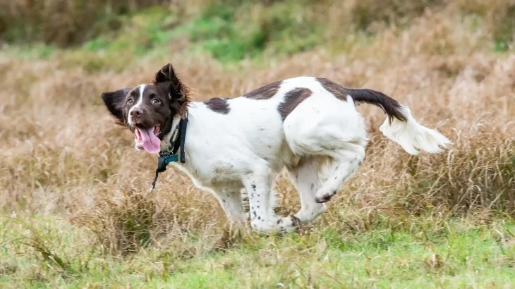 English Springer Spaniel Dog photo