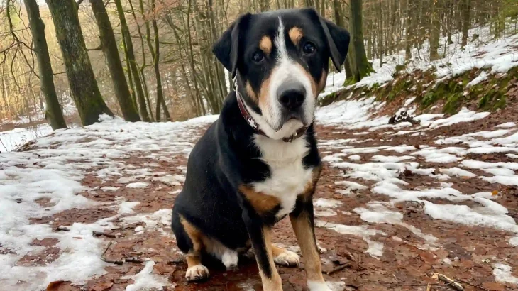 Entlebucher Mountain Dog Dog photo