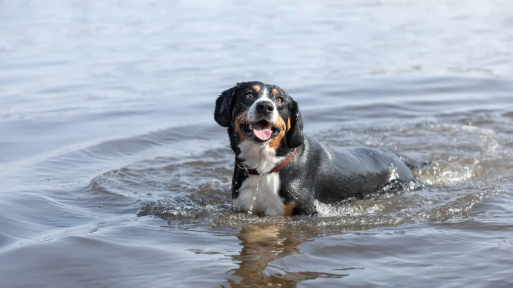 Entlebucher Mountain Dog Dog photo