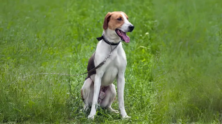 Estonian Hound Dog photo
