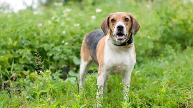 Estonian Hound Dog photo