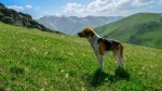 Estonian Hound Dog photo