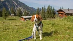 Estonian Hound Dog photo