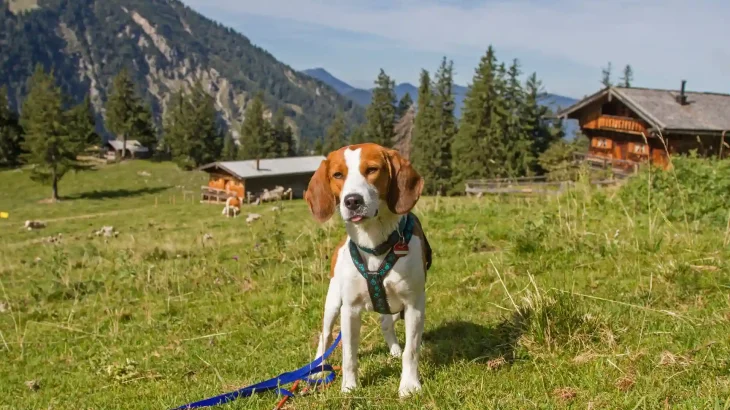 Estonian Hound Dog photo