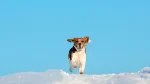 Estonian Hound Dog photo