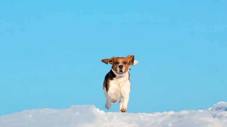 Estonian Hound Dog photo