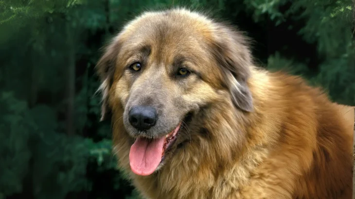 Estrela Mountain Dog Dog photo