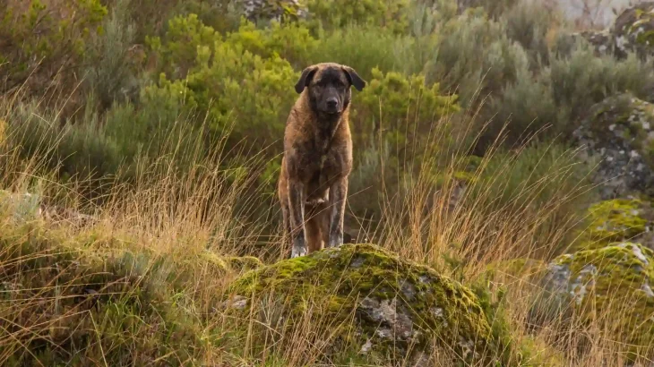 Estrela Mountain Dog Dog photo