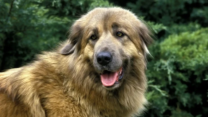 Estrela Mountain Dog Dog photo
