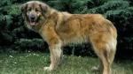 Estrela Mountain Dog Dog photo