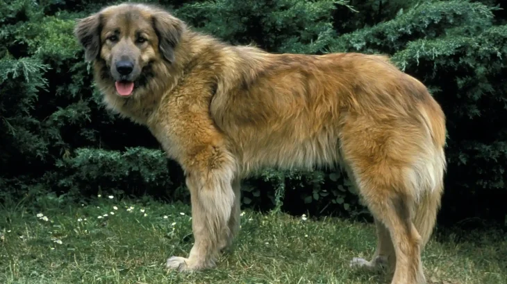 Estrela Mountain Dog Dog photo