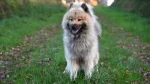 Eurasier Dog photo