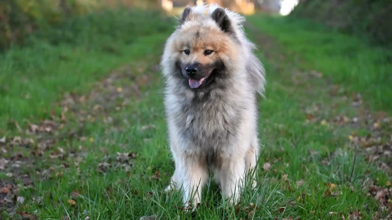 Eurasier Dog photo