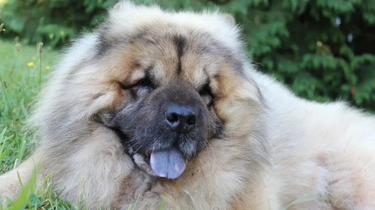 Eurasier Dog photo