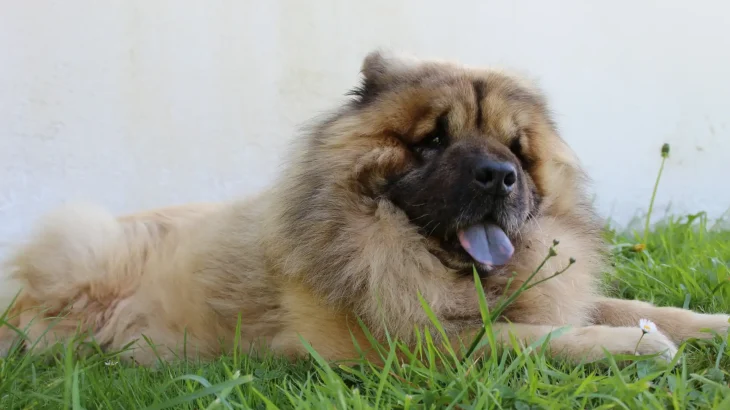 Eurasier Dog photo