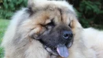 Eurasier Dog photo