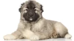 Eurasier Dog photo