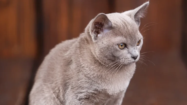 Europäisch Burmesisch Cat photo