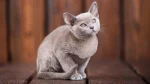 Europäisch Burmesisch Cat photo