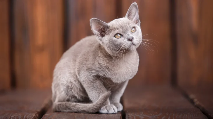 Europäisch Burmesisch Cat photo
