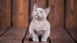 Europäisch Burmesisch Cat photo