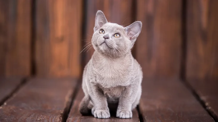 Europäisch Burmesisch Cat photo