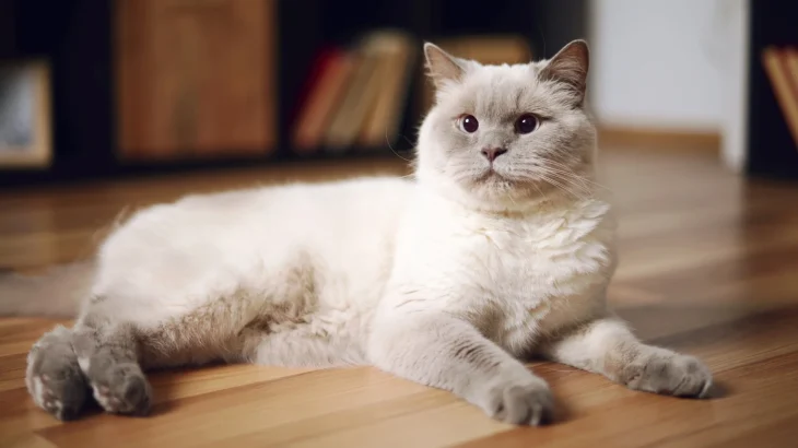Europäisch Burmesisch Cat photo