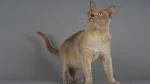 Europäisch Burmesisch Cat photo