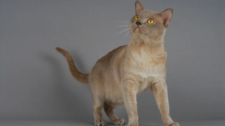 Europäisch Burmesisch Cat photo