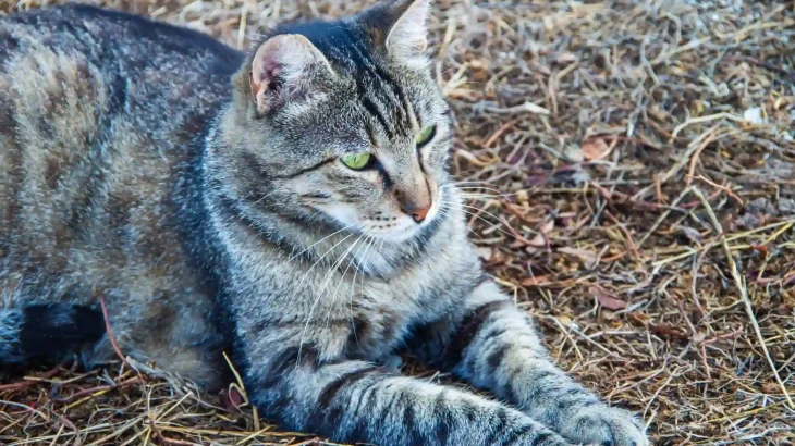 European Shorthair Cat photo