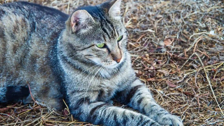 European Shorthair Cat photo