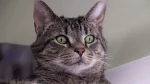 European Shorthair Cat photo