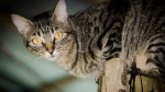 European Shorthair Cat photo
