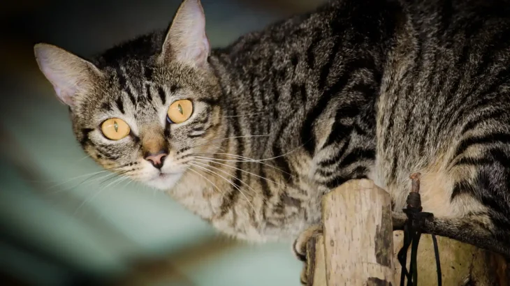European Shorthair Cat photo