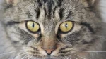 European Shorthair Cat photo