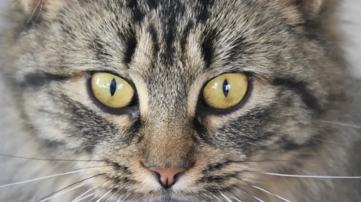 European Shorthair Cat photo