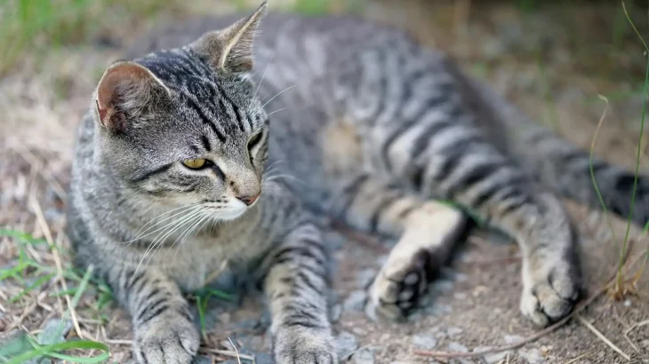 European Shorthair Cat photo