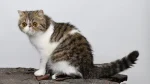 Exotic Shorthair Cat photo