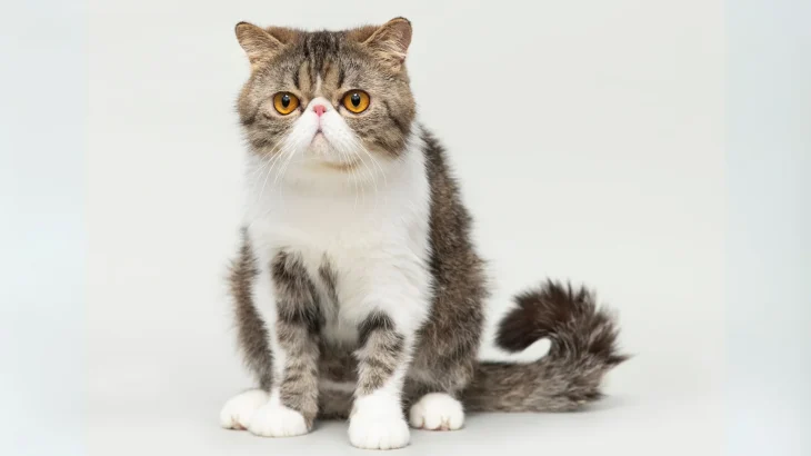 Exotic Shorthair Cat photo