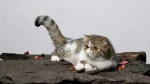 Exotic Shorthair Cat photo