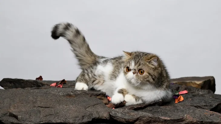 Exotic Shorthair Cat photo